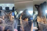 German Shepherd video