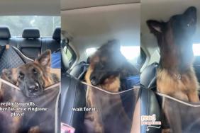German Shepherd video