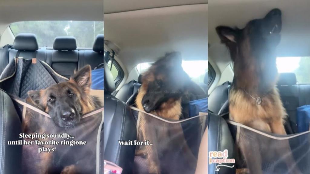 German Shepherd video