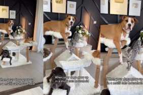 Pit Bull cats video