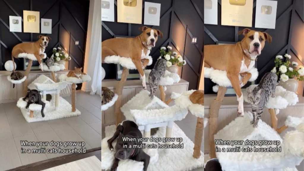 Pit Bull cats video