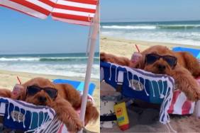 Goldendoodle beach video
