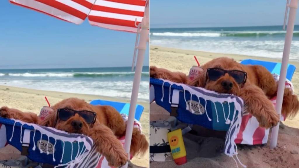 Goldendoodle beach video