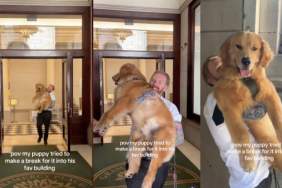 Golden Retriever favorite building video