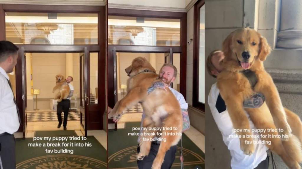 Golden Retriever favorite building video