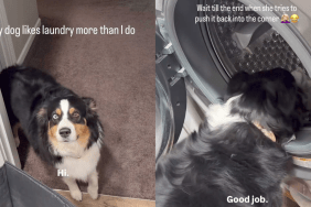Adorable dog video