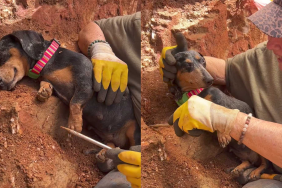 Adorable dog video