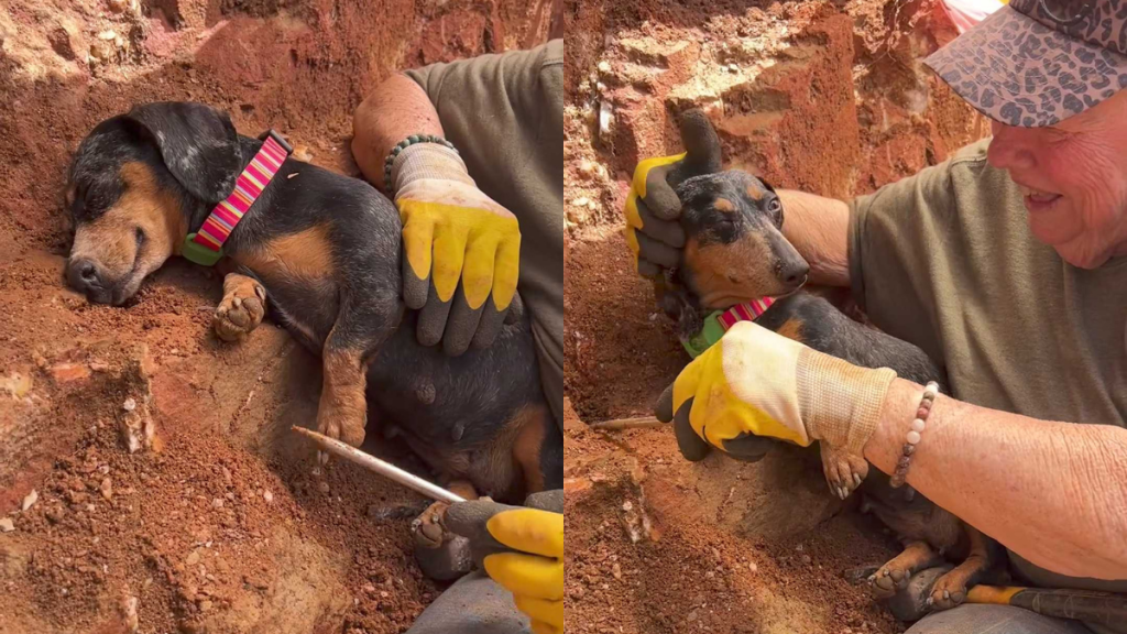 Adorable dog video