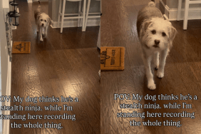 Adorable dog video