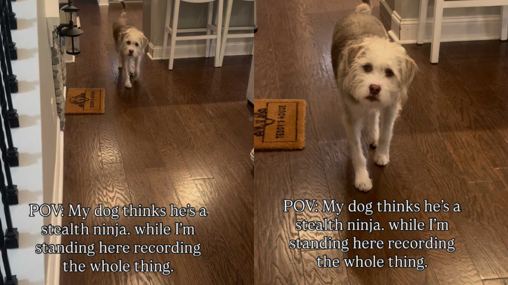 Adorable dog video