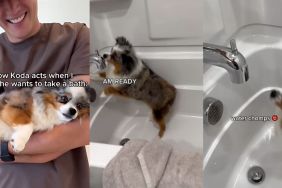 Dog bath video