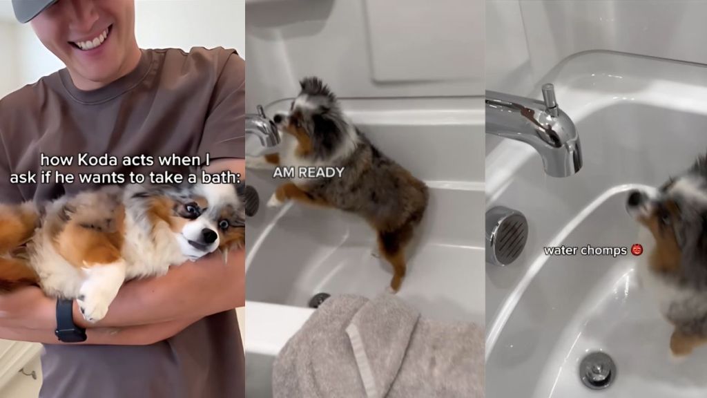 Dog bath video
