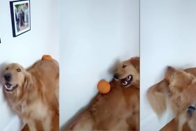 Golden Retriever trick video
