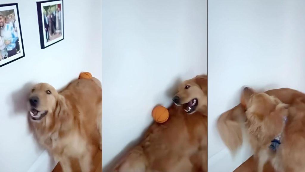 Golden Retriever trick video