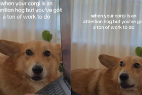 Funny dog video