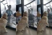 Golden Retriever friend video