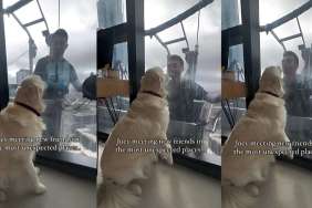 Golden Retriever friend video