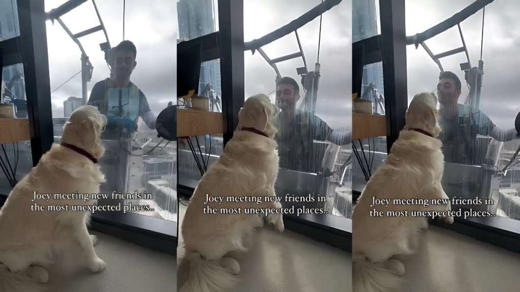 Golden Retriever friend video