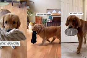 Golden Retriever video