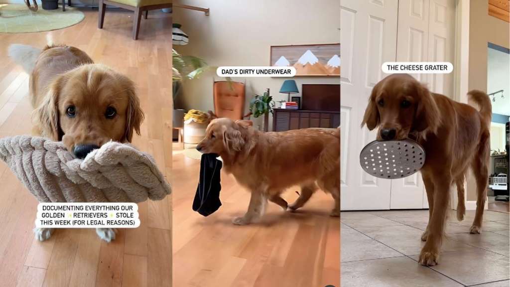Golden Retriever video