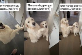 Golden Retriever directions video