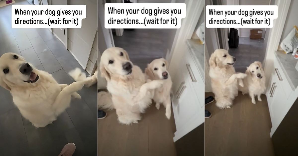 Video: Golden Retriever Gives Mom Directions to Where the Treat Is
