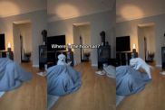 Golden Retriever puppy video