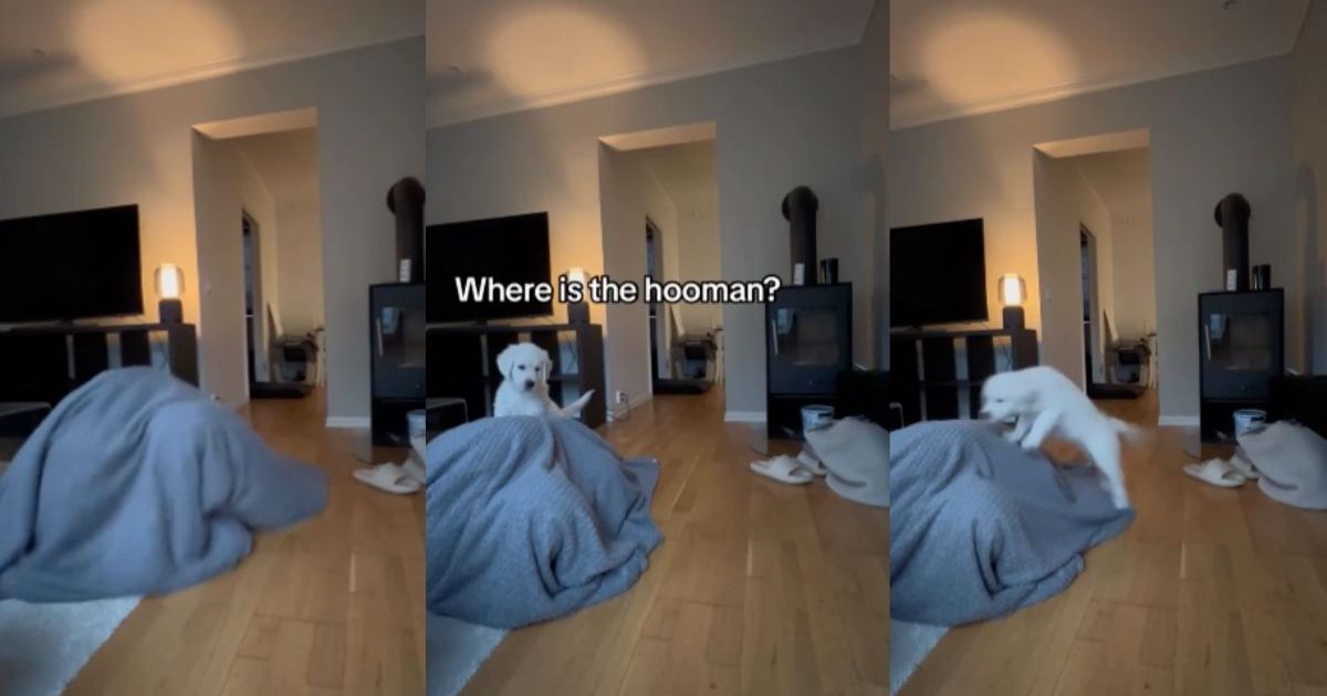 Cute Video Shows What Happens When Owner Hides From Golden Retriever Puppy