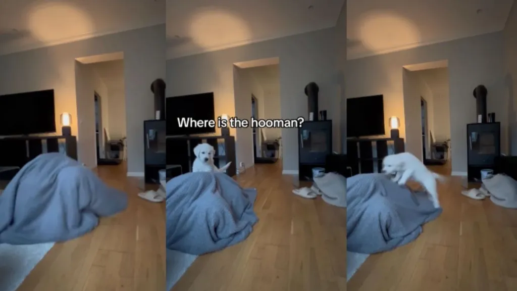 Golden Retriever puppy video