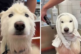 Samoyed wash video