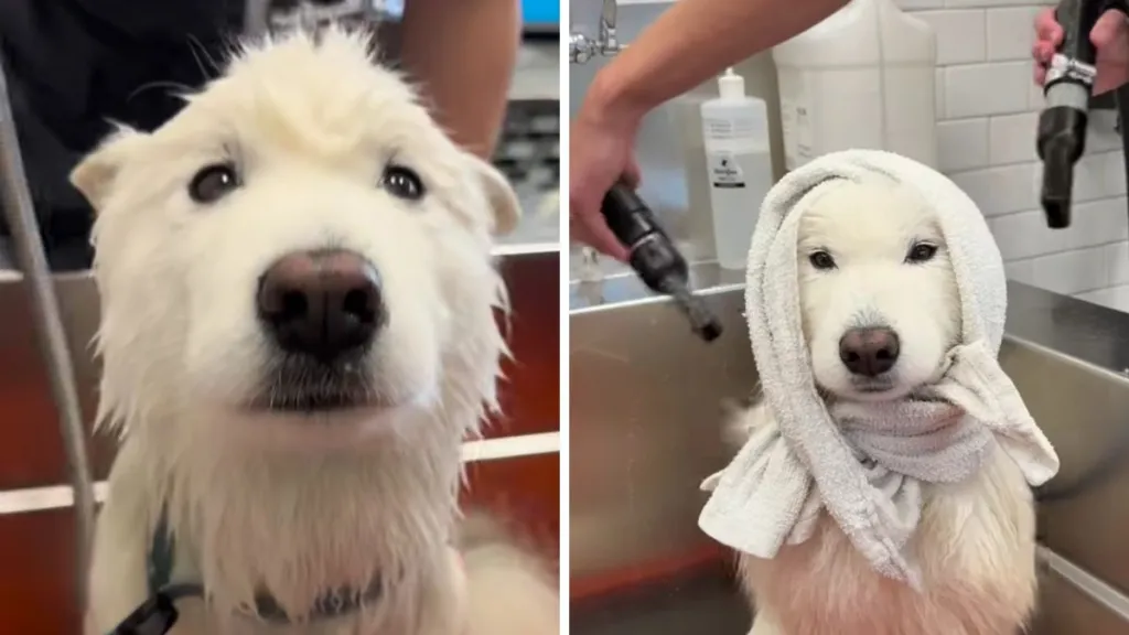 Samoyed wash video