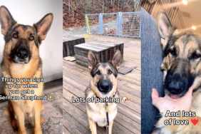 Golden Shepherd video