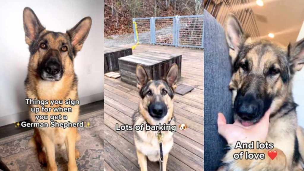Golden Shepherd video