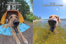 Adorable dog video