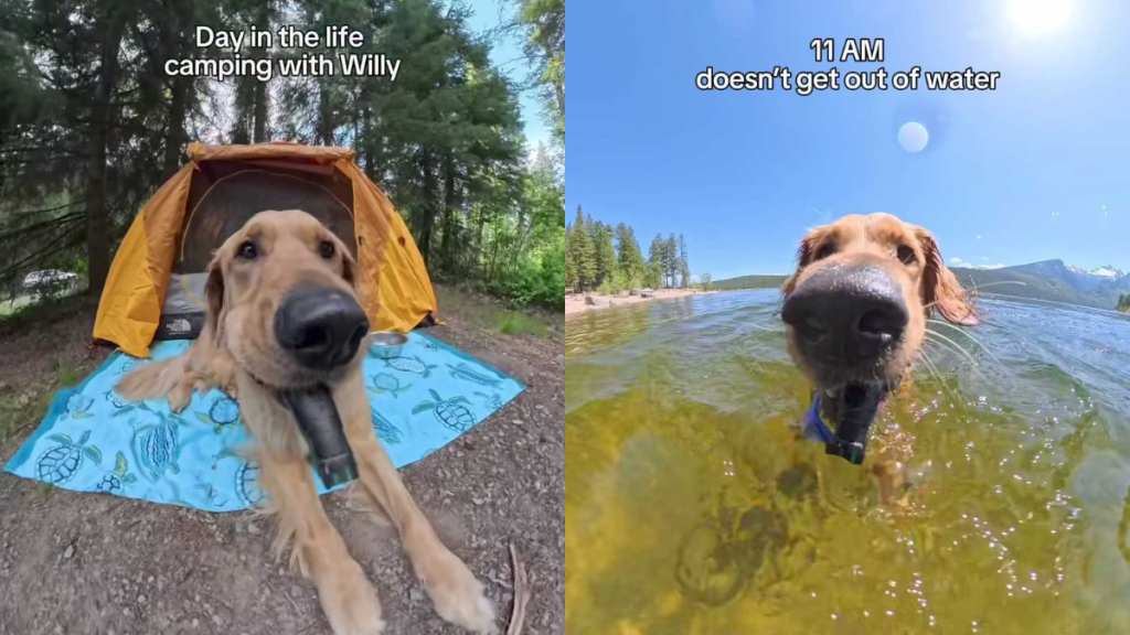 Adorable dog video