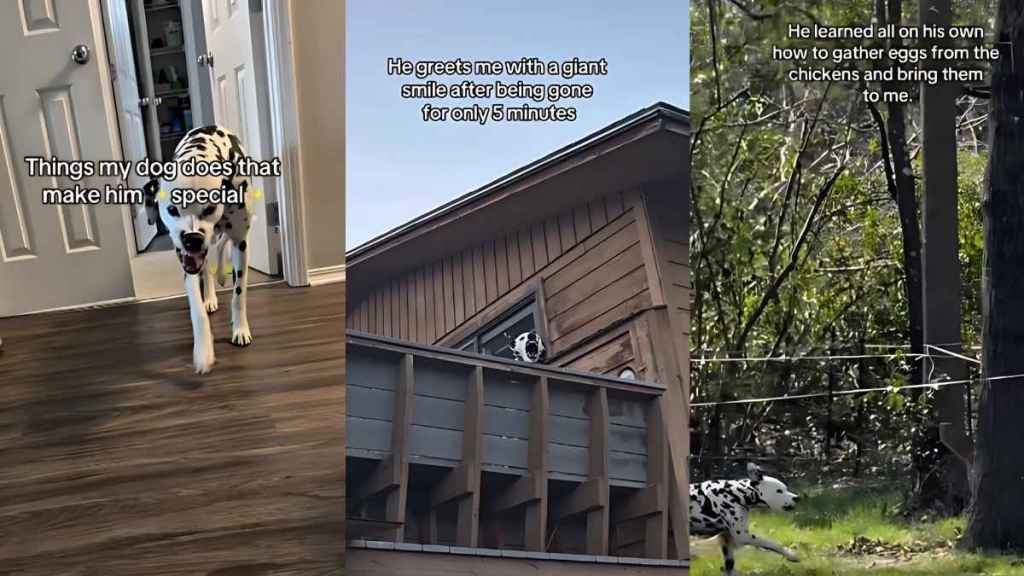 Dalmatian video