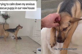 Adorable puppy video