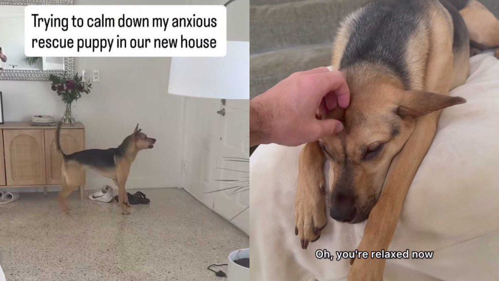Adorable puppy video