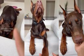 Doberman sleepy video