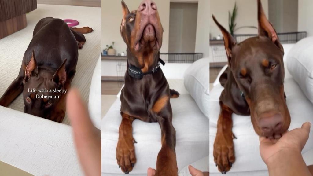Doberman sleepy video