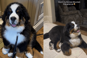 Adorable dog video