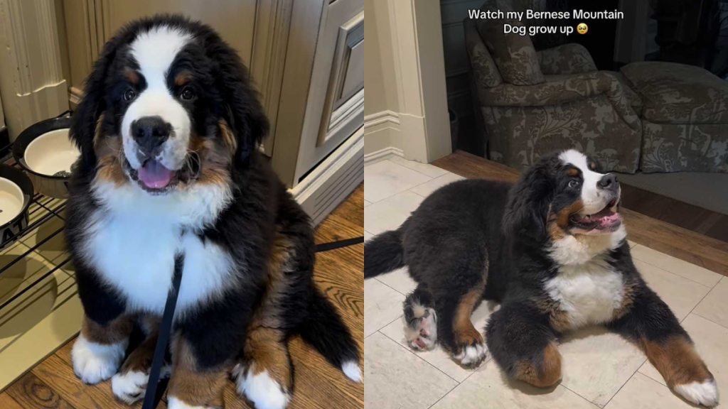Adorable dog video