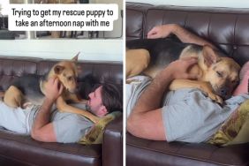 rescue puppy nap video