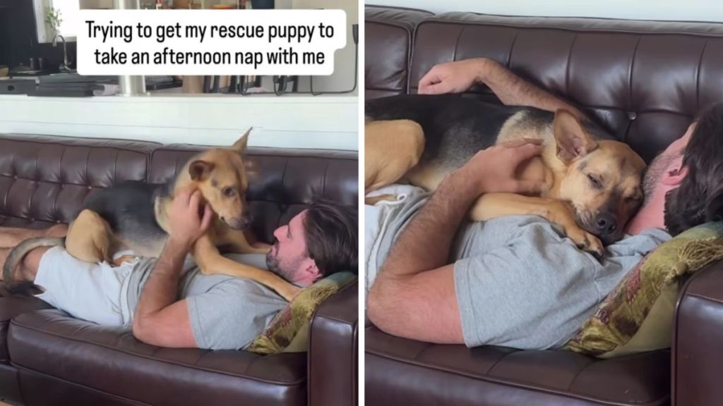 rescue puppy nap video