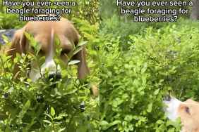 Beagle blueberries video