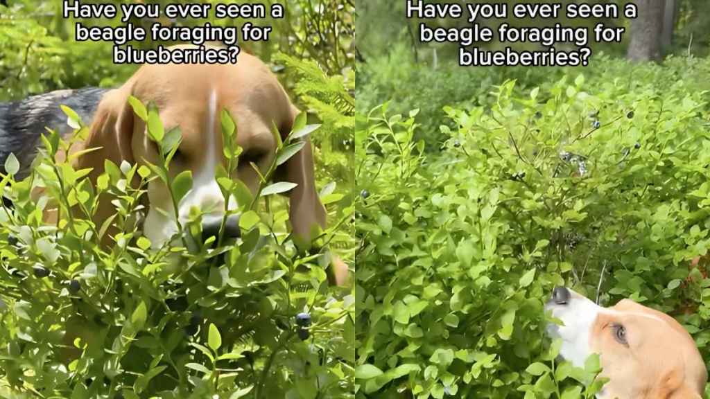 Beagle blueberries video