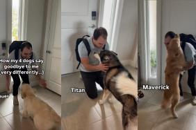 Dogs owner goodbye video