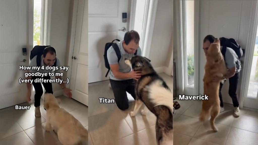 Dogs owner goodbye video