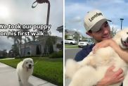 Golden Retriever puppy video