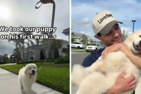 Golden Retriever puppy video
